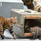 Illustration for article titled ZOMG UPDATE ON BABY BLACK-FOOTED DRAGON CATS
